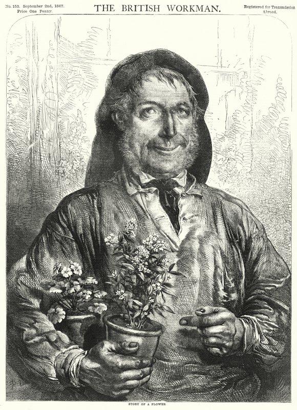 Historia de una flor (grabado) de English School