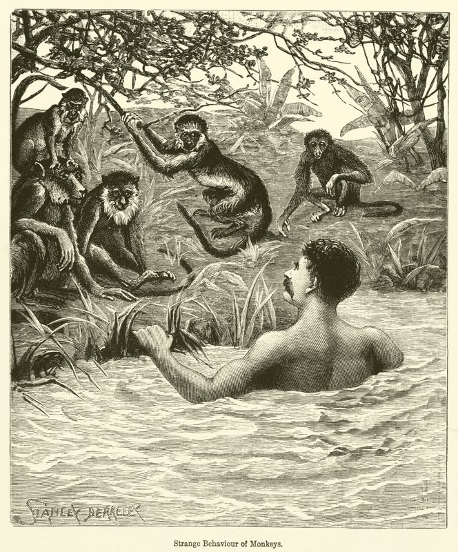 Extraño comportamiento de los monos (grabado) de English School