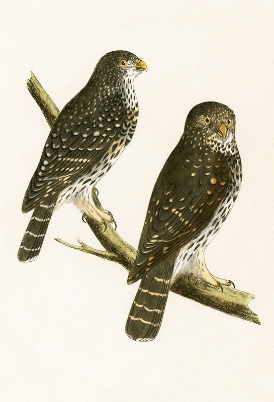 Strix Pusilla, ilustración de 