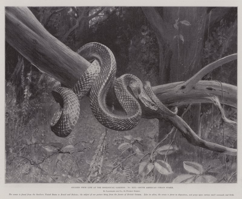 Estudios de la vida en los Jardines Zoológicos, serpiente coral sudamericana de English School