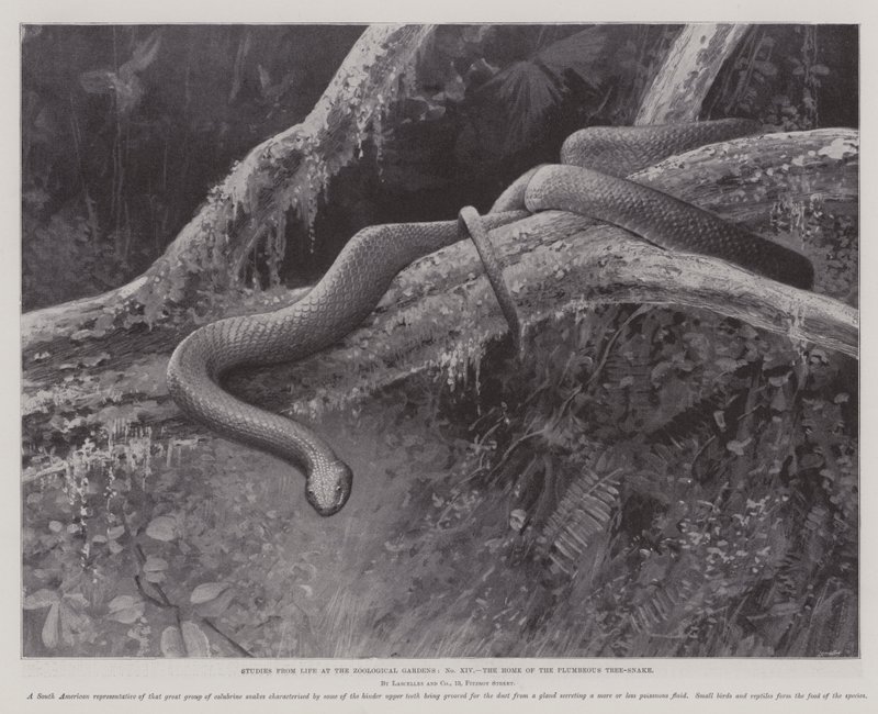 Estudios de la vida en los Jardines Zoológicos, el hogar de la serpiente arbórea plúmbea de English School