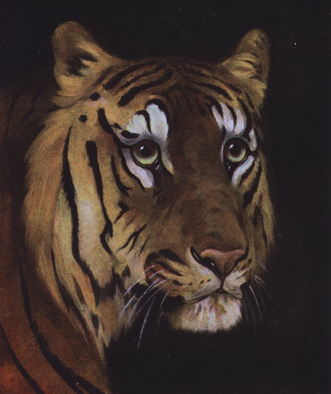 Estudio de la cabeza de un tigre (litografia en color) de English School