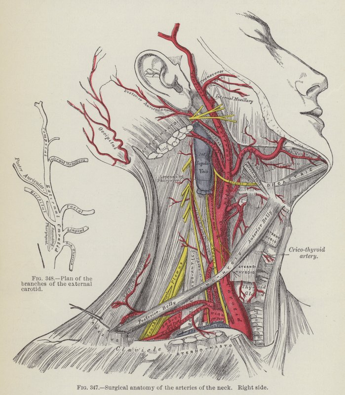Anatomía Quirúrgica de las Arterias del Cuello, Lado Derecho de English School