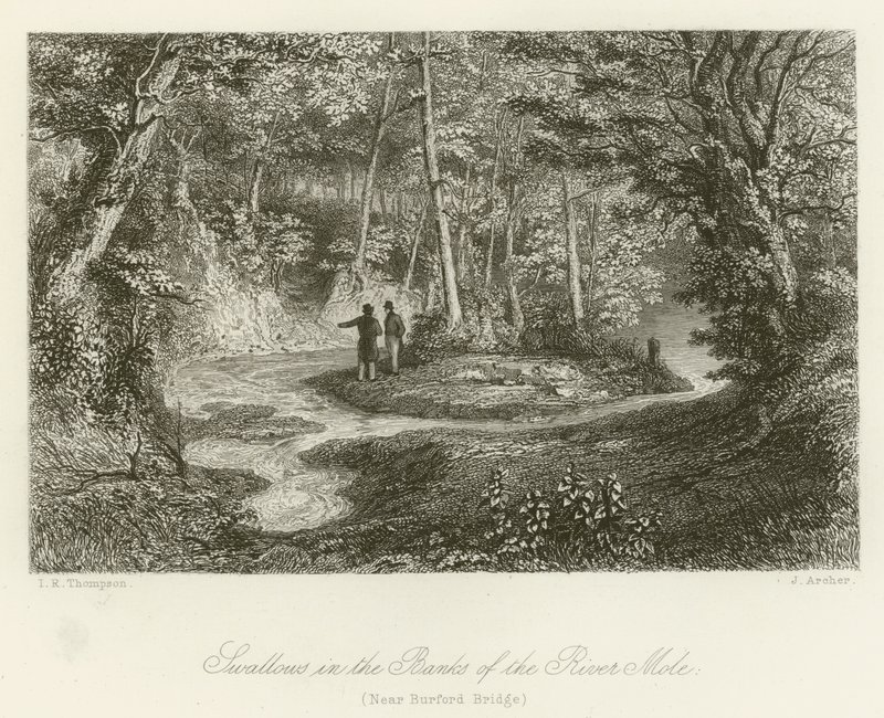 Golondrinas en las orillas del río Mole, cerca de Burford Bridge de English School