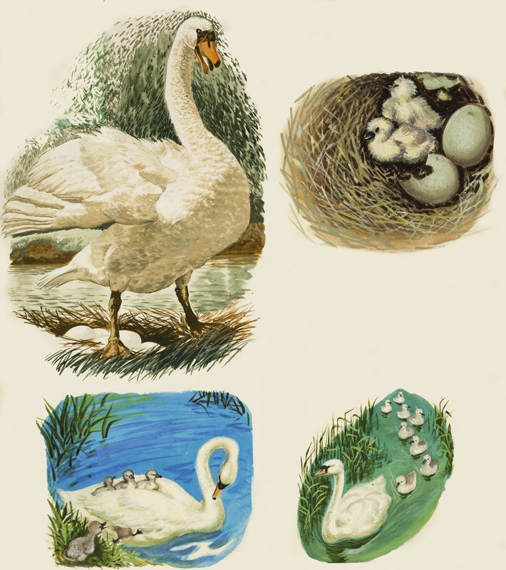 Cisnes de English School