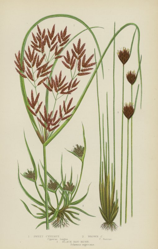 Cyperus Dulce, Cyperus Marrón, Juncia Negra de Pantano de English School