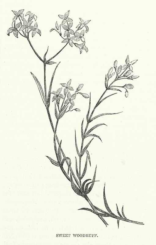 Sweet Woodruff (grabado) de English School