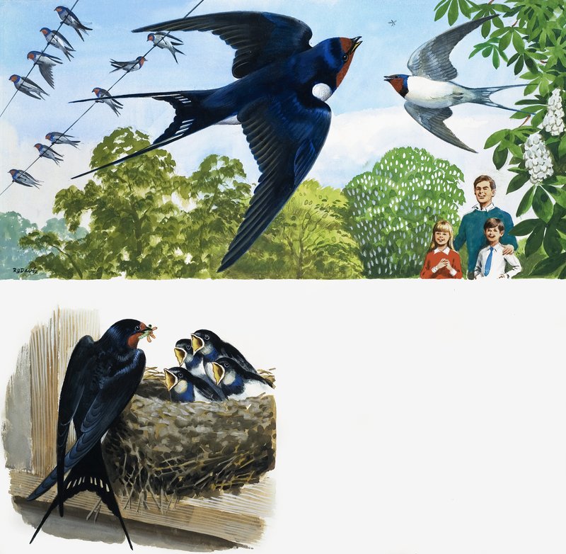Vencejos de English School