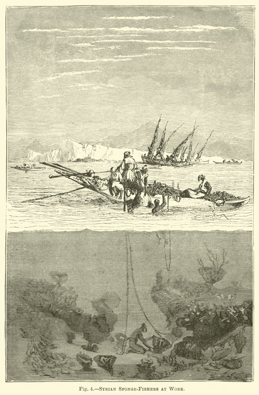 Pescadores de esponjas sirios en acción de English School