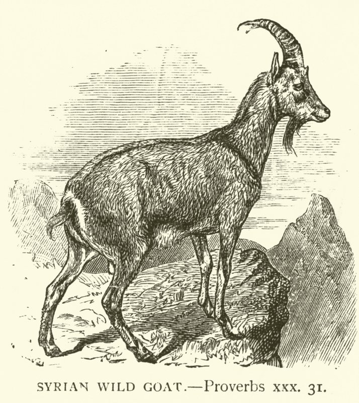 Cabra Montés Siria, Proverbios, xxx, 31 de English School