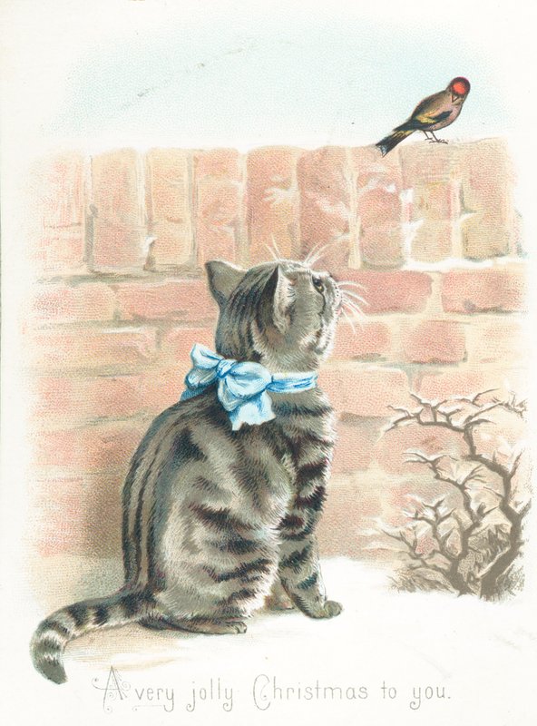 Gato atigrado observando un pinzón en la pared de English School