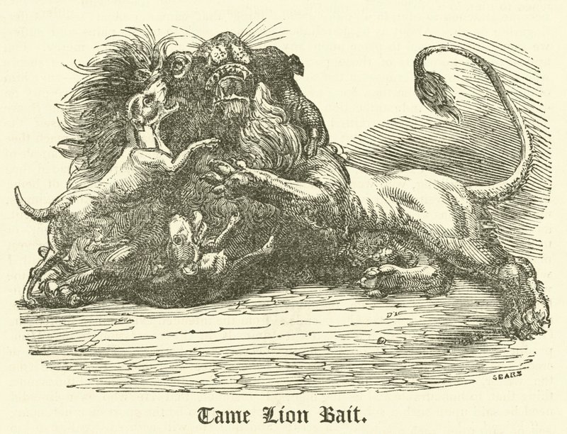 Cebo de león manso de English School