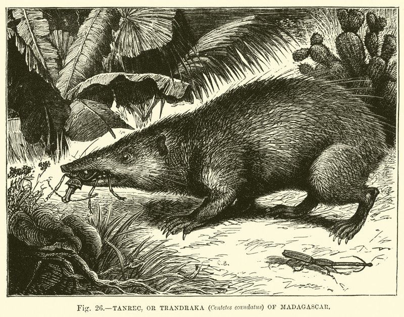 Tanrec, o Trandraka (Centetes ecaudatus) de Madagascar de English School