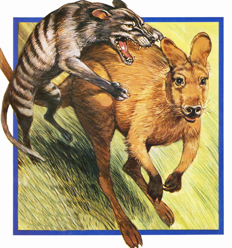 Lobo de Tasmania atacando a un canguro de English School