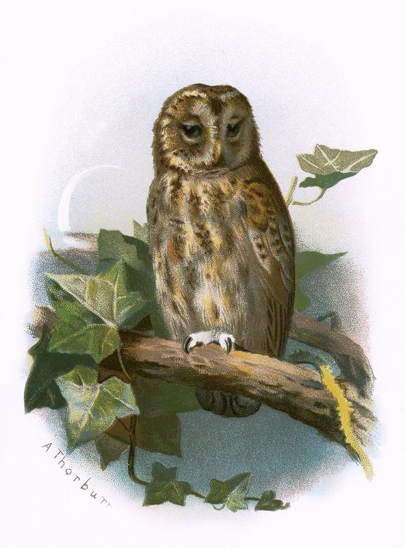 Búho Pardo de English School