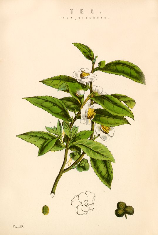 Té de English School