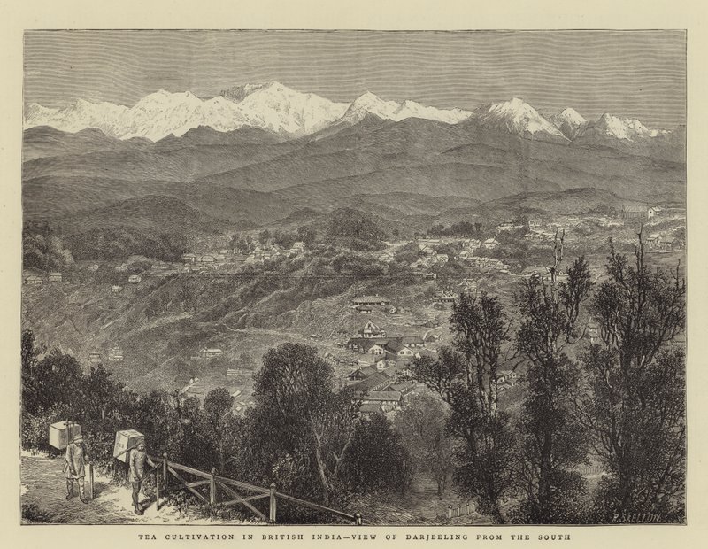 Cultivo de té en la India británica, vista de Darjeeling desde el sur de English School