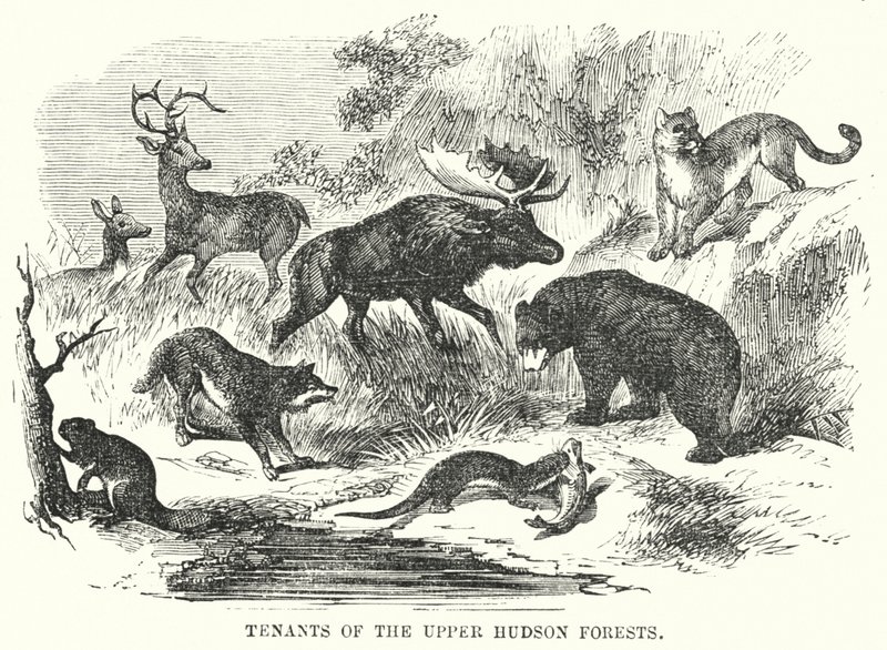 Inquilinos de los bosques del Alto Hudson de English School