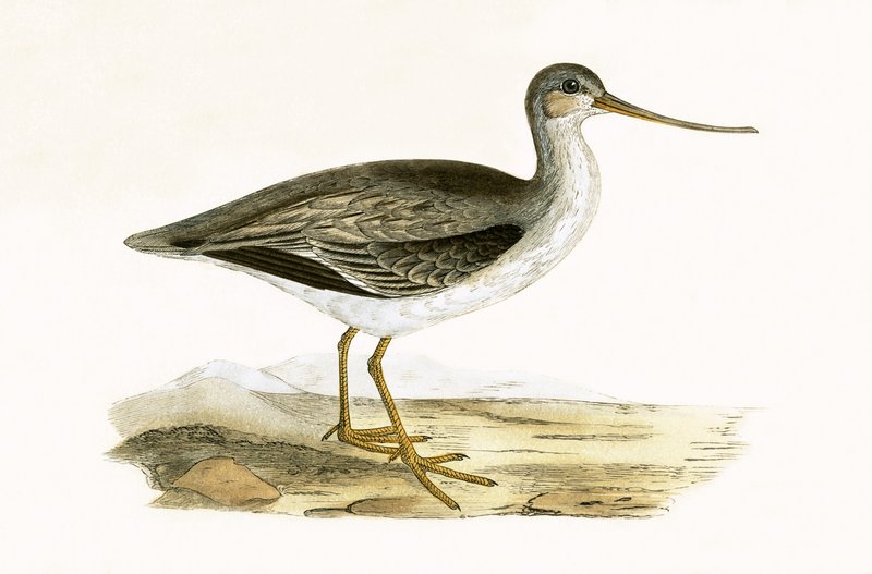 Terek Godwit, ilustración de 