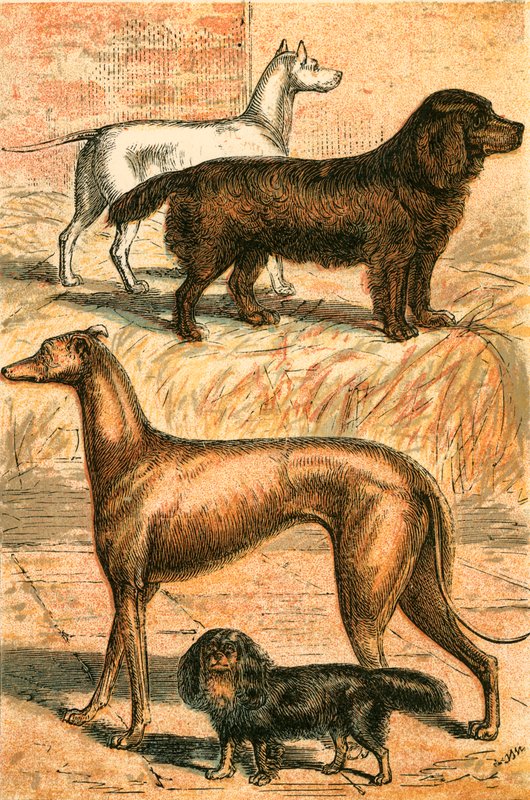 Terrier, Spaniel, Galgo y Spaniel de King Charles de English School