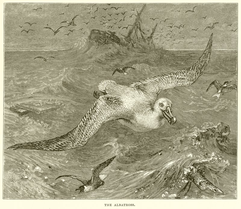 El Albatros de English School