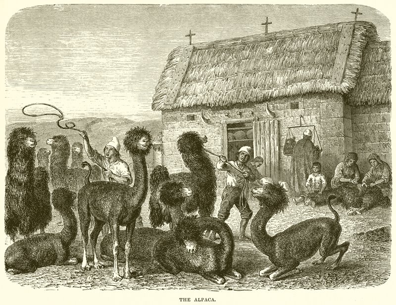 La Alpaca de English School