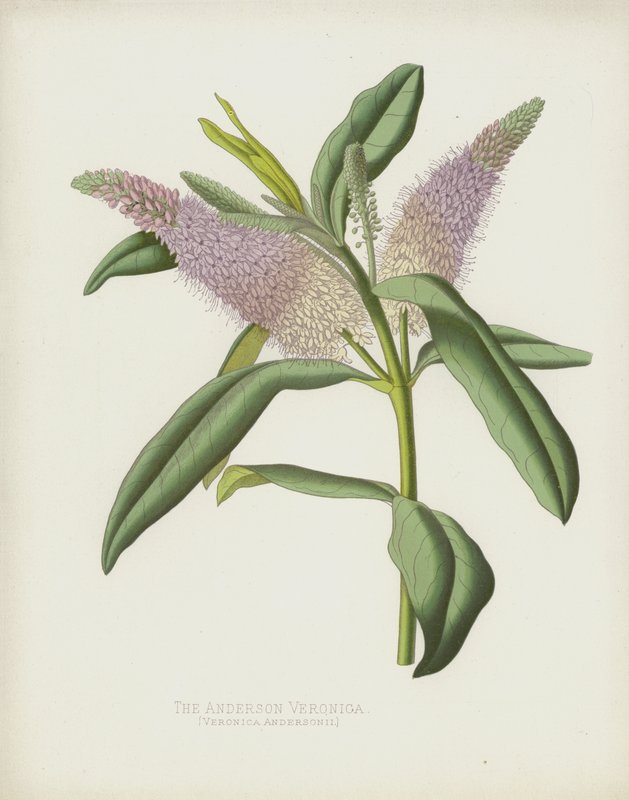 La Verónica de Anderson, Veronica Andersonii de English School