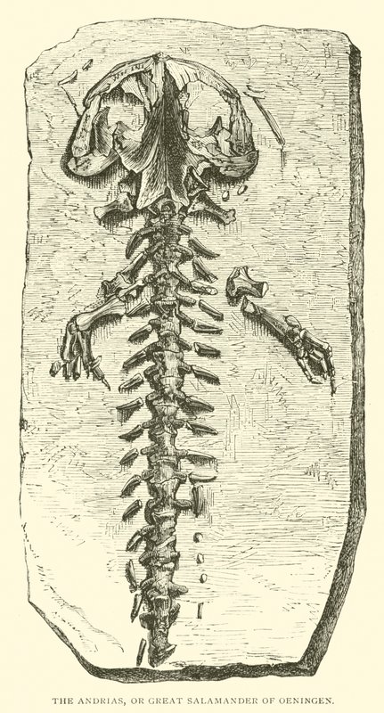 El Andrias, o gran salamandra de Oeningen de English School