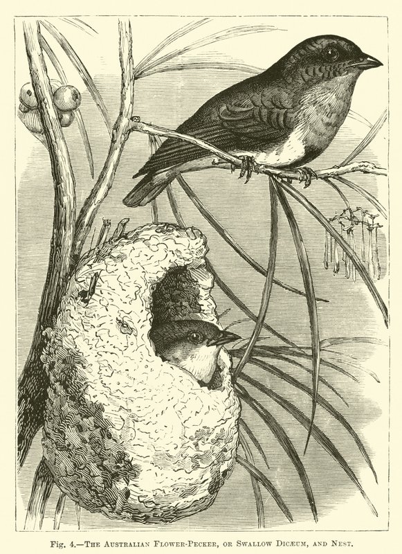 El picaflor australiano, o Dicaeum golondrina, y nido de English School
