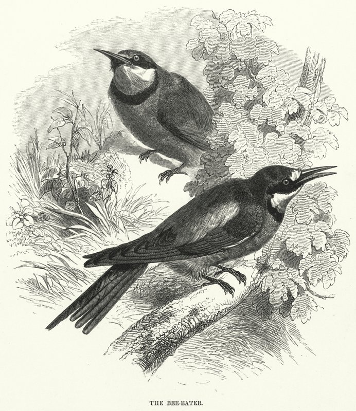 El abejaruco (grabado) de English School