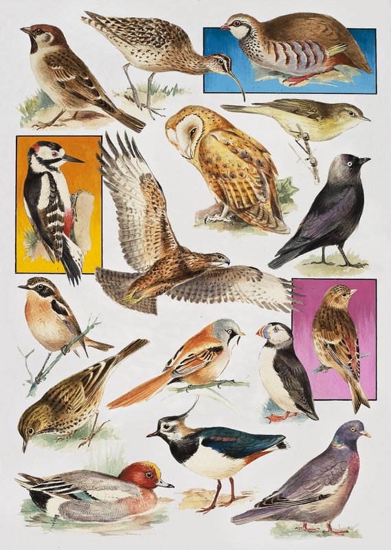 Las Aves de Gran Bretaña de English School