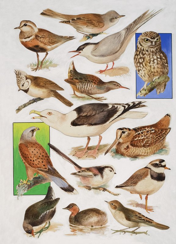 Los pájaros de Gran Bretaña de English School