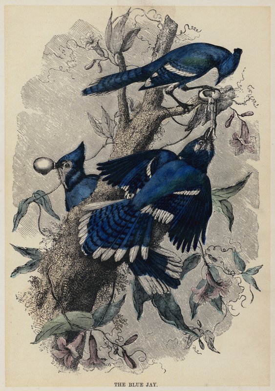 El arrendajo azul de English School