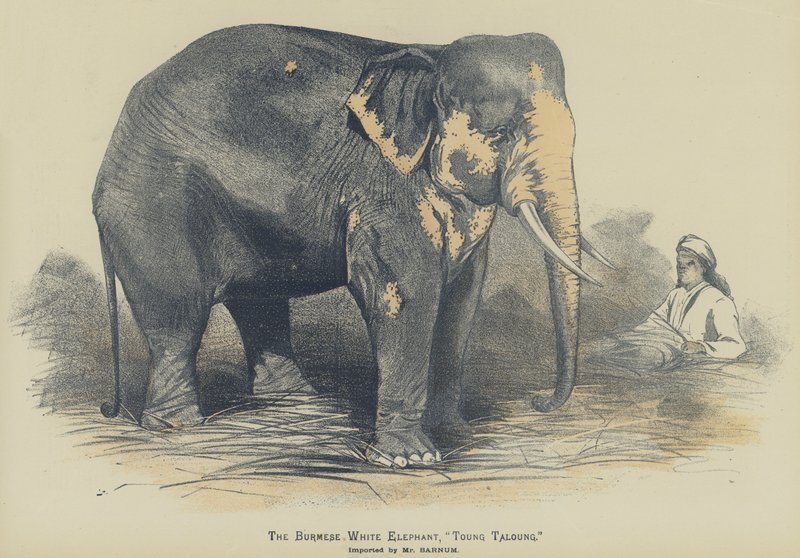 El elefante blanco birmano, "Toung Taloung", importado por el Sr. Barnum de English School