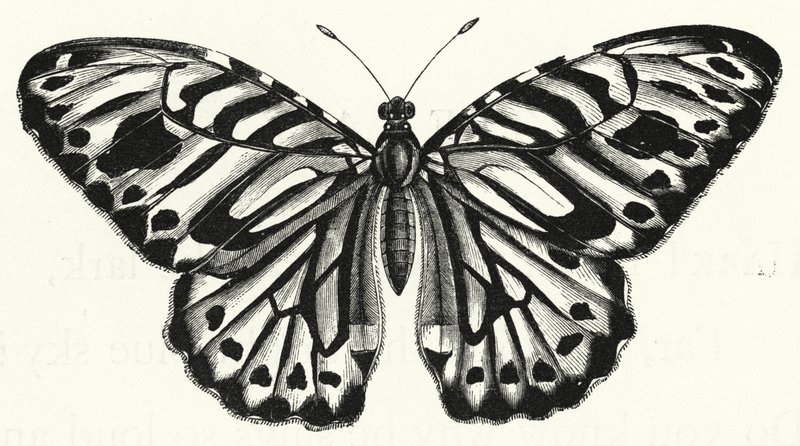 La mariposa (grabado) de English School