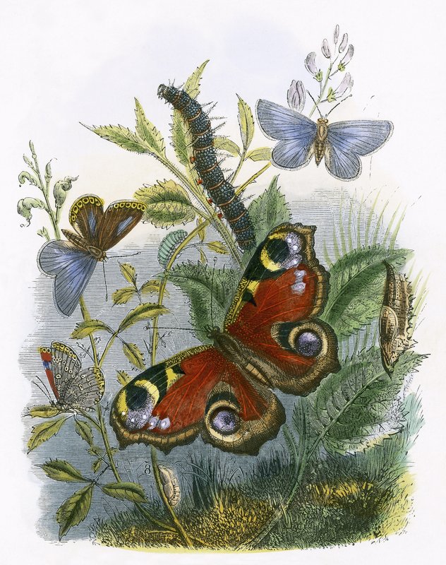 El vivario de las mariposas de English School