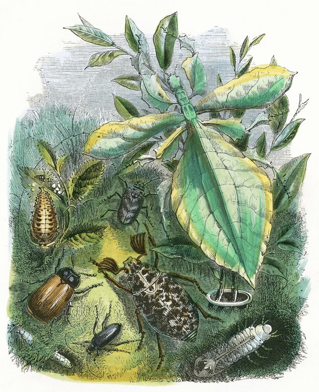 El Vivario de las Mariposas de English School