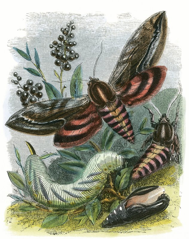 El Vivario de Mariposas de English School