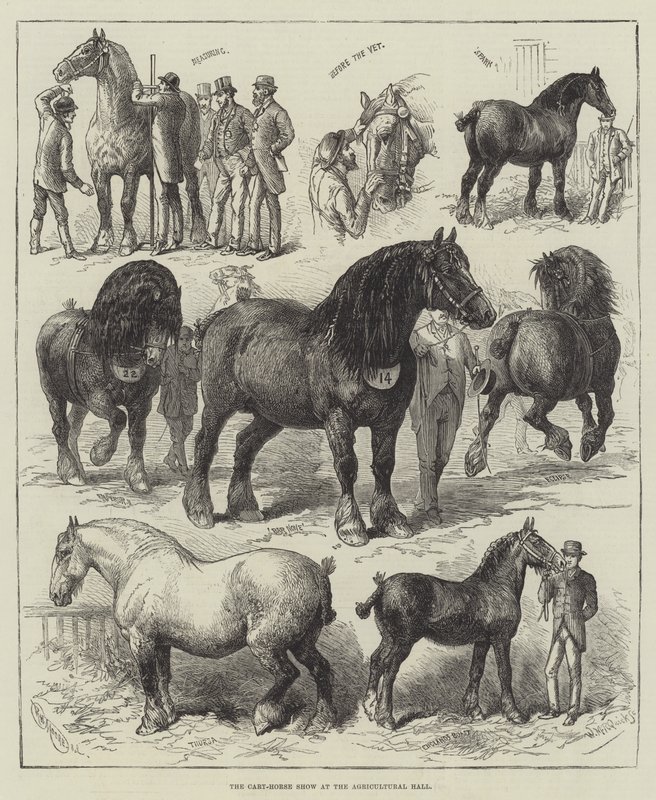 La Exposición de Caballos de Tiro en el Salón Agrícola de English School