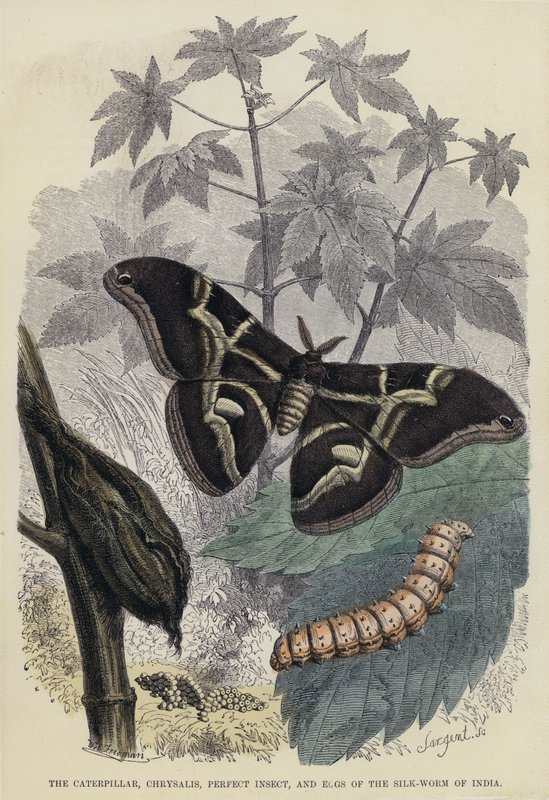 La Oruga, Crisálida, Insecto Perfecto y Huevos del Gusano de Seda de la India de English School