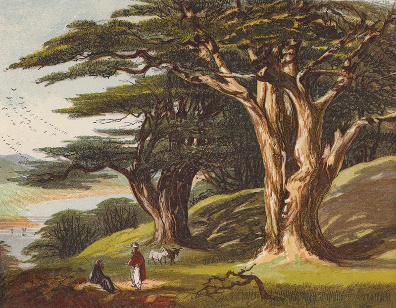Los cedros del Líbano (litografía en color) de English School