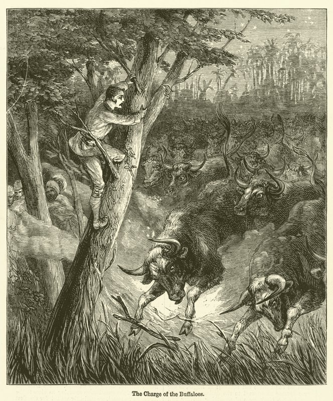 La carga de los búfalos (grabado) de English School
