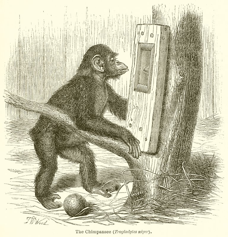El chimpancé (Troglodytes Niger) de English School