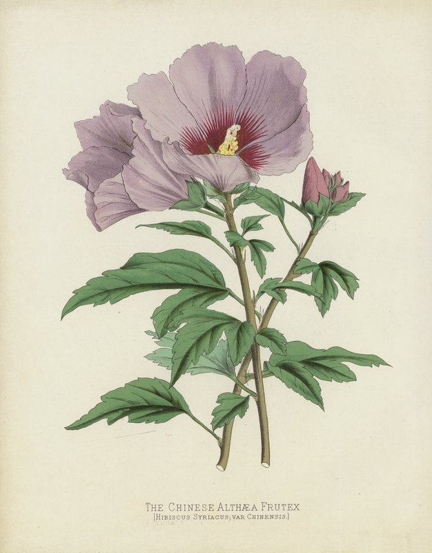 El Hibisco Chino, Hibiscus Syriacus; var Chinensis de English School