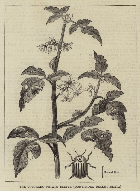 El escarabajo de la patata de Colorado, Doryphora decemlineata de English School