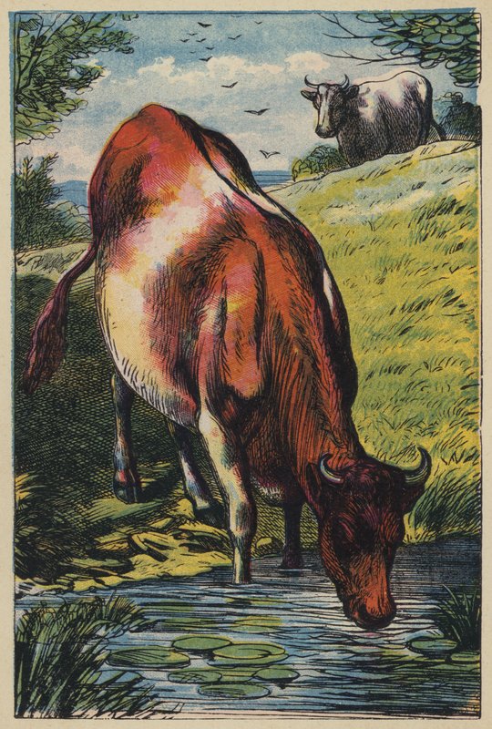 La vaca (litografía en color) de English School