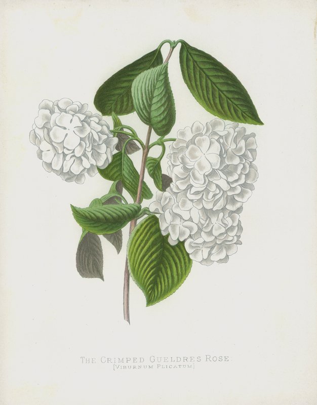 La rosa de Gueldres arrugada, Viburnum Plicatum; var Dilatata de English School