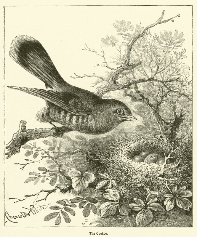 El Cuco (grabado) de English School