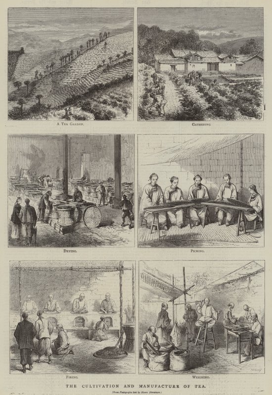 El cultivo y la fabricación del té (grabado) de English School