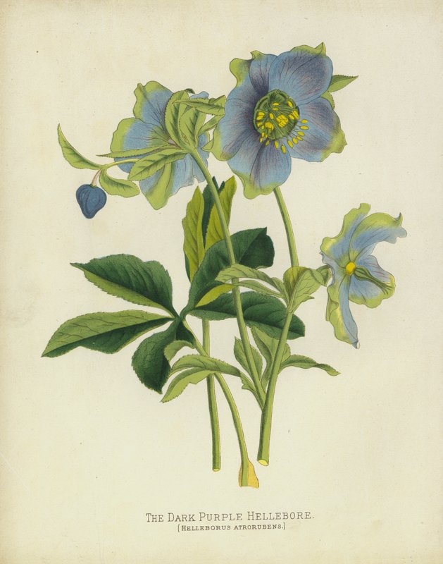 El Hellebore Púrpura Oscuro, Helleborus Atrorubens de English School
